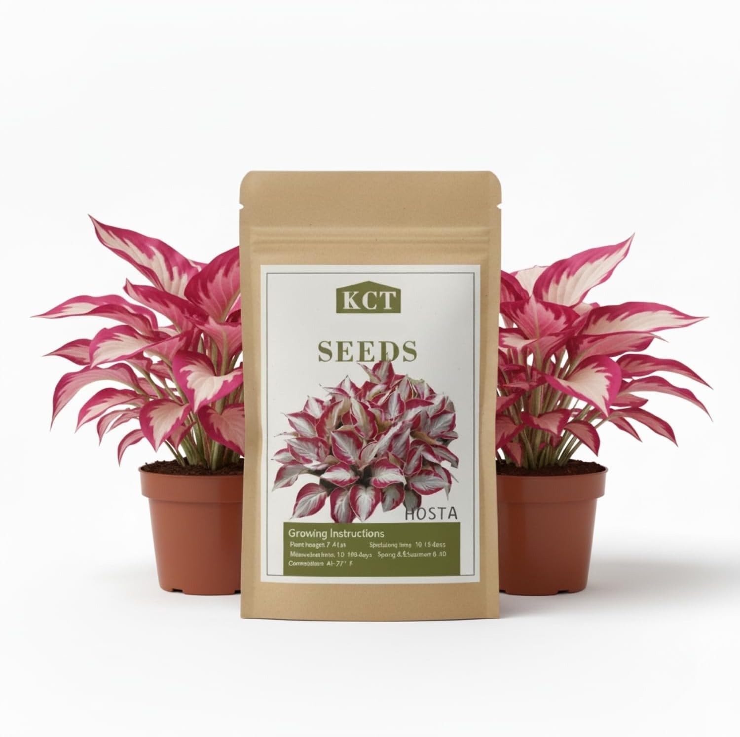 100+ Hosta Seeds for Planting Outdoors, Rare Perennial Flower Seeds, Shade Lovin