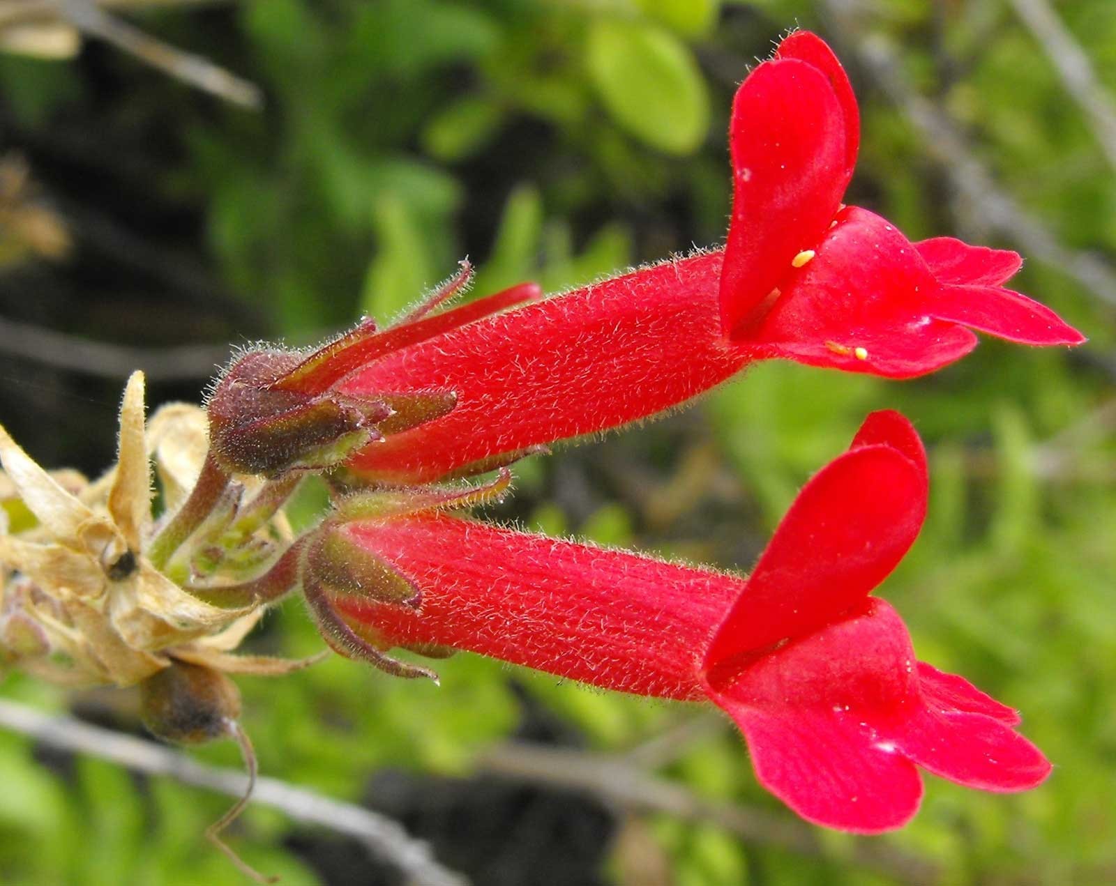 Galvezia speciosa | Gambelia | Showy Island Snapdragon | 20_Seeds