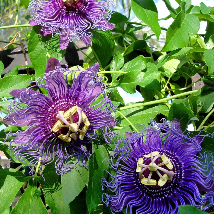 Passiflora Inspiration Live Plant – 4-8″ Tall – Exotic Flowering Vine for Trelli