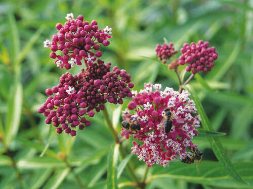 MILKWEED SEEDS Common WILD 10 SEEDS (LETS SAVE THE MONARCH BUTTERFLIES TOGETHER