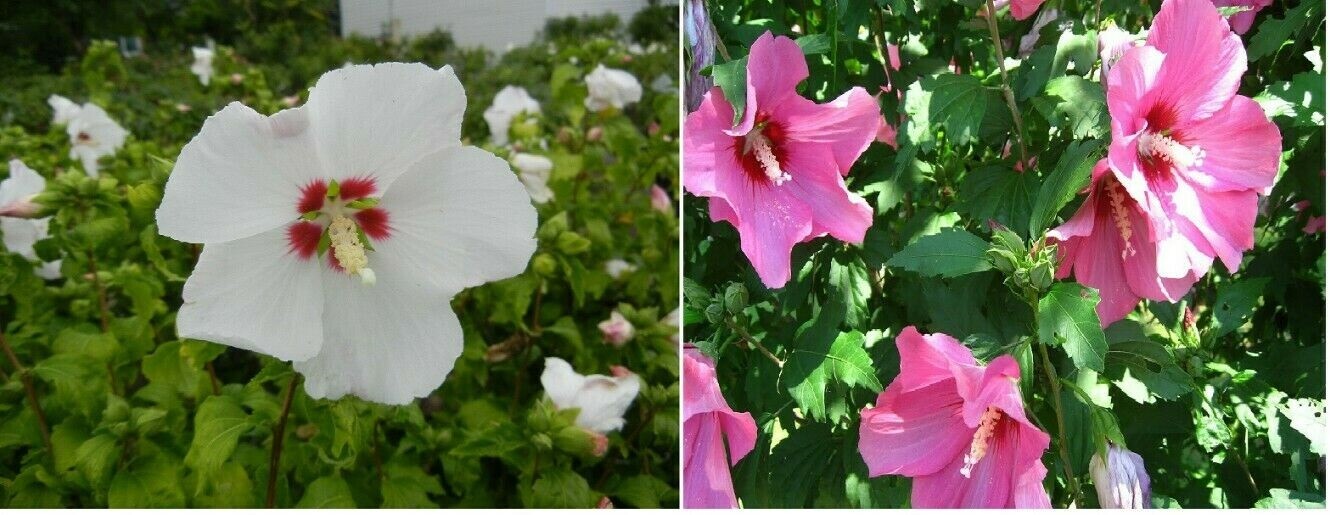 Pink / White Hybiscus Rose of Sharon seeds