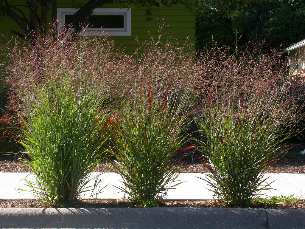 1000 Switchgrass Switch Grass Seeds ‘Cave In Rock’ Panicum virgatum