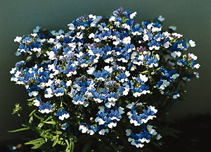 Nemesia KLM 1,000 seeds