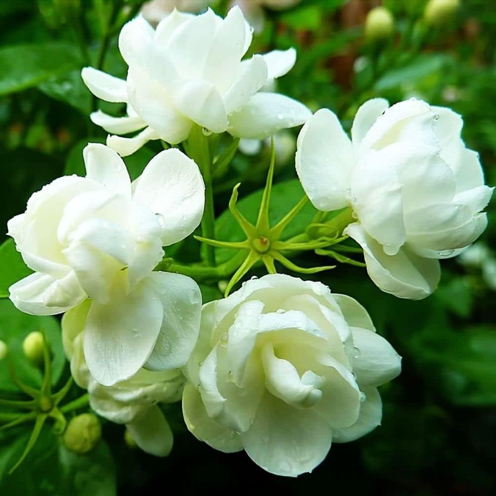 50 Pcs Heirloom Jasmin Seeds for Fragrant Indoor/Outdoor Garden Elegance