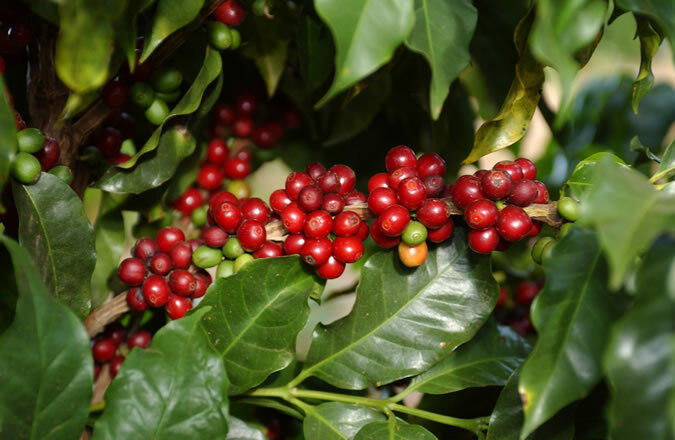 Arabian Coffee Shrub, Coffea arabica, Shrub Seeds