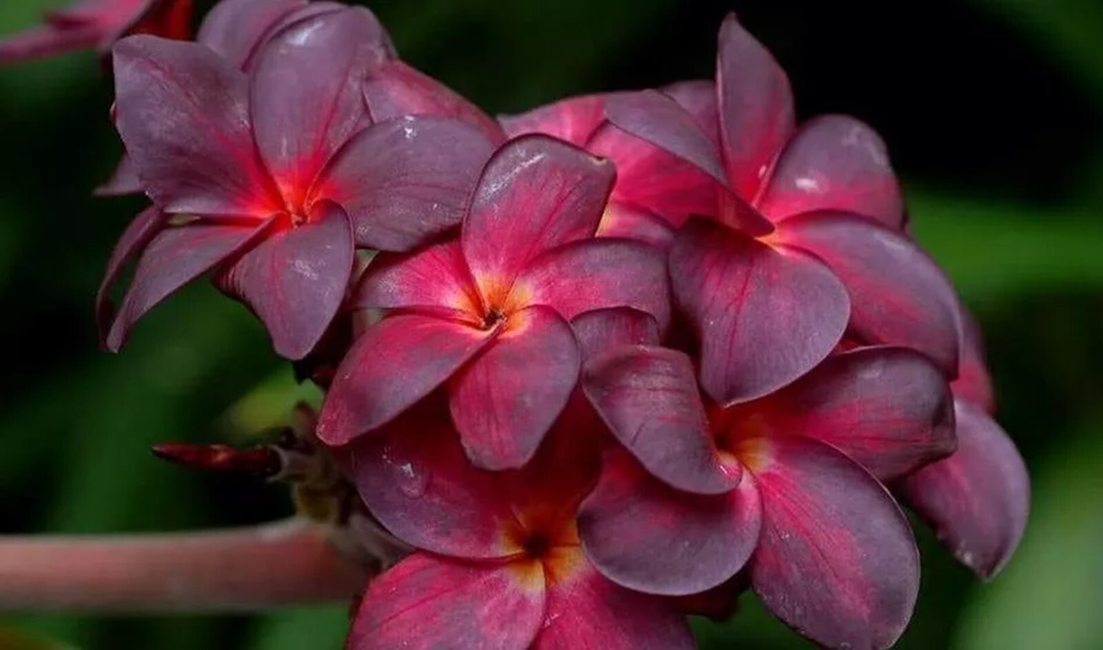 5 Bright Pink Orange Plumeria Seeds Perennial Flowers Flower Frangipani US SELL