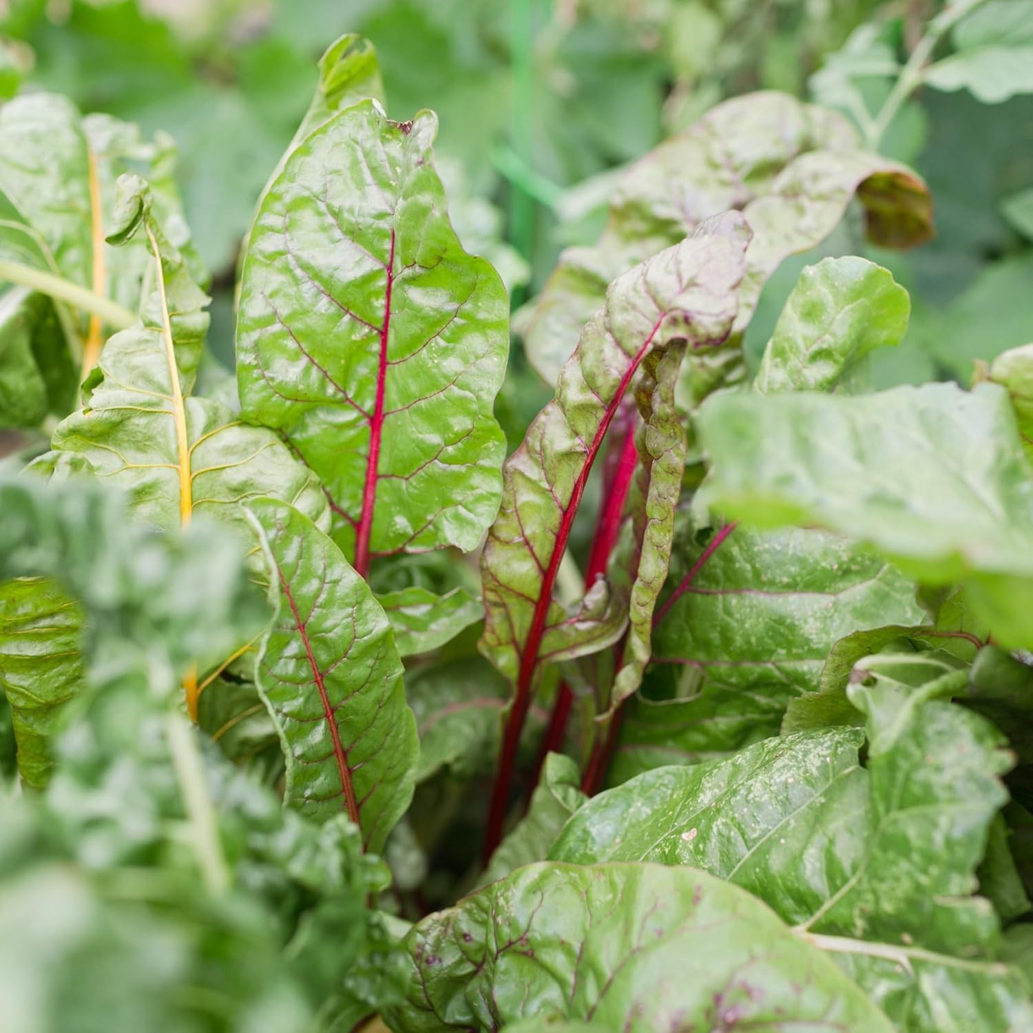 Sereniseed Certified Organic Leafy Greens Lettuce Seeds Collection (10-Pack)