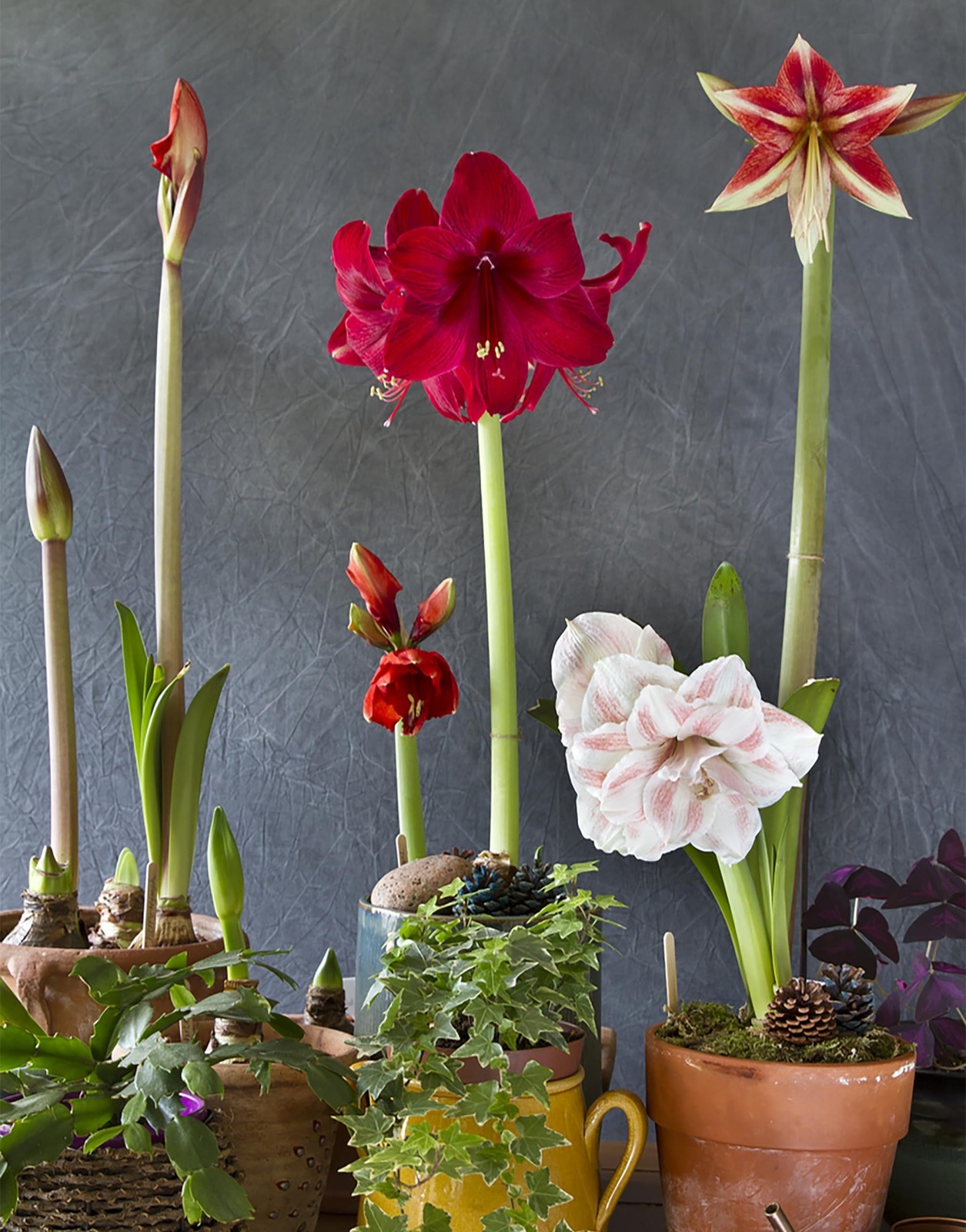 Ferrari Amaryllis – Large Red Bare Root Bulb – 28-30 cm – 1-2 Stems with Up t…