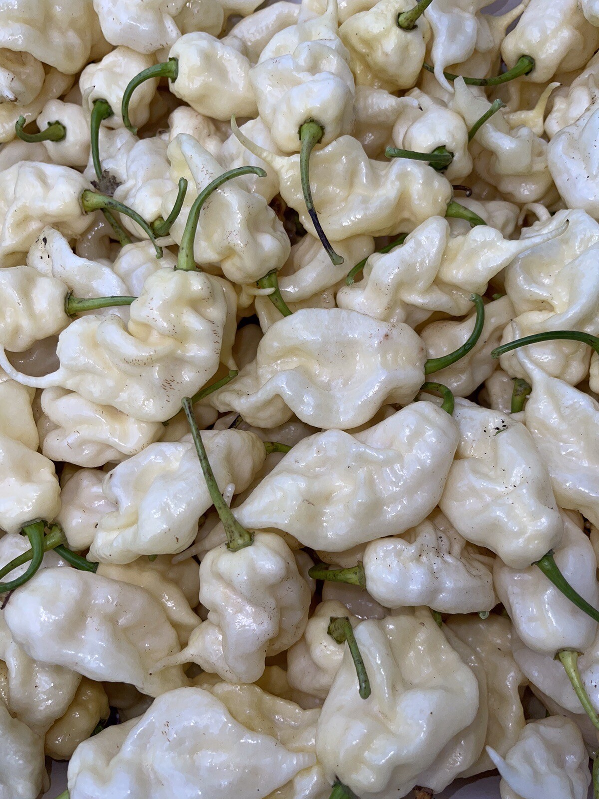 10+ White Ghost Scorpion Pepper Seeds. 100% Organic, Grown In 2024 . SUPERHOT