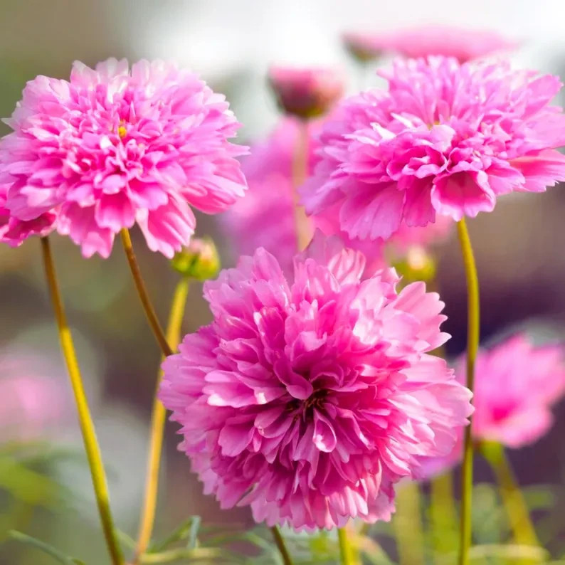 Cosmos Flower Seed Collection – 5 Vibrant Varieties, Heirloom, Pollinator-Friend