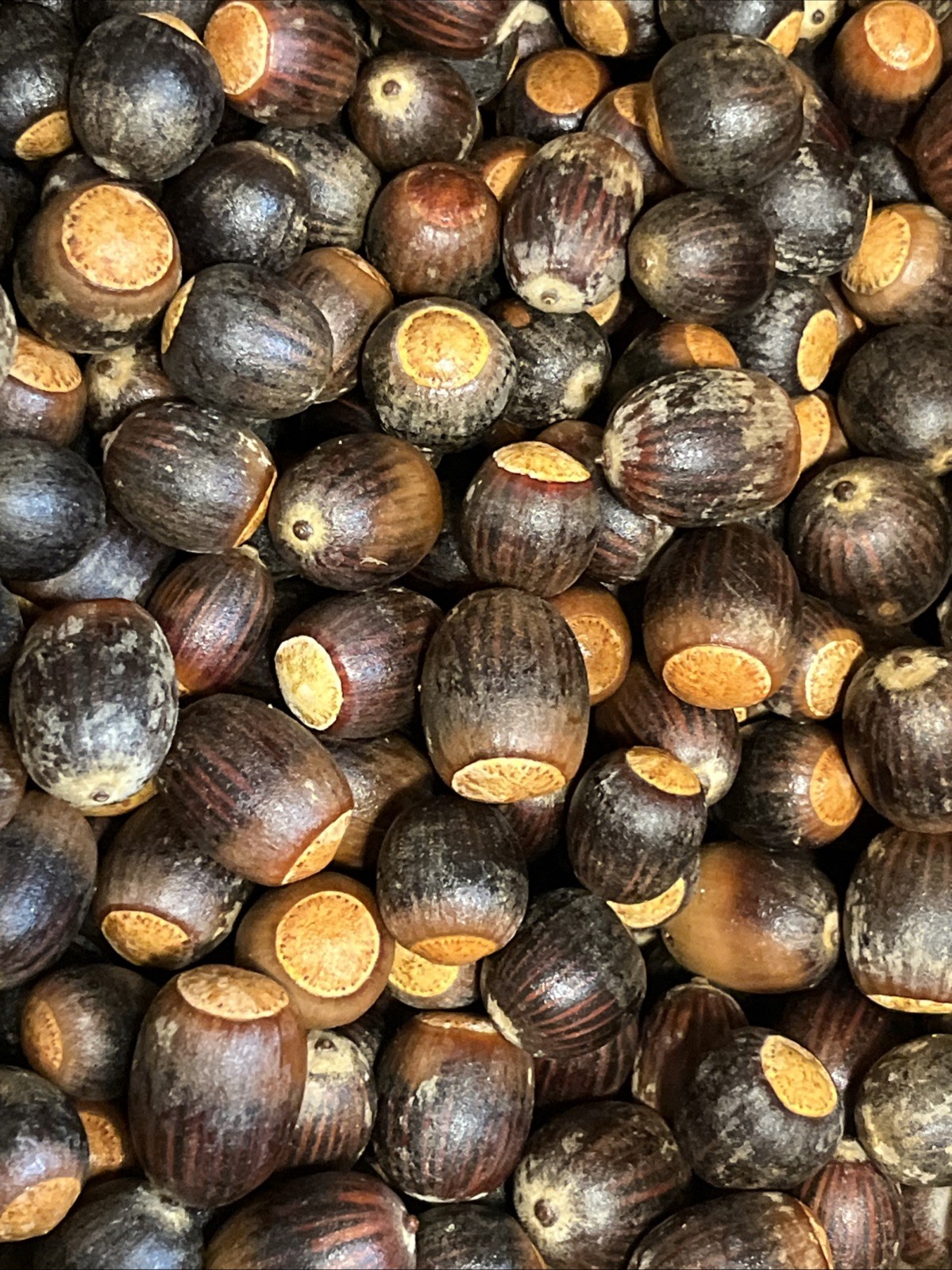 200 Oak Acorns Float Tested Seeds Squirrel Deer Feed Wildlife or Crafts 2025