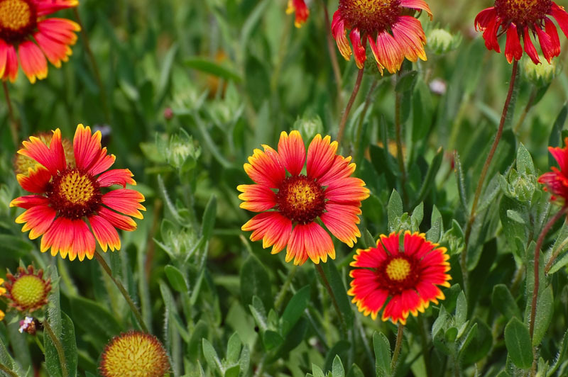201+INDIAN BLANKET FLOWER Seeds Annual Native Wildflower Drought Heat Container