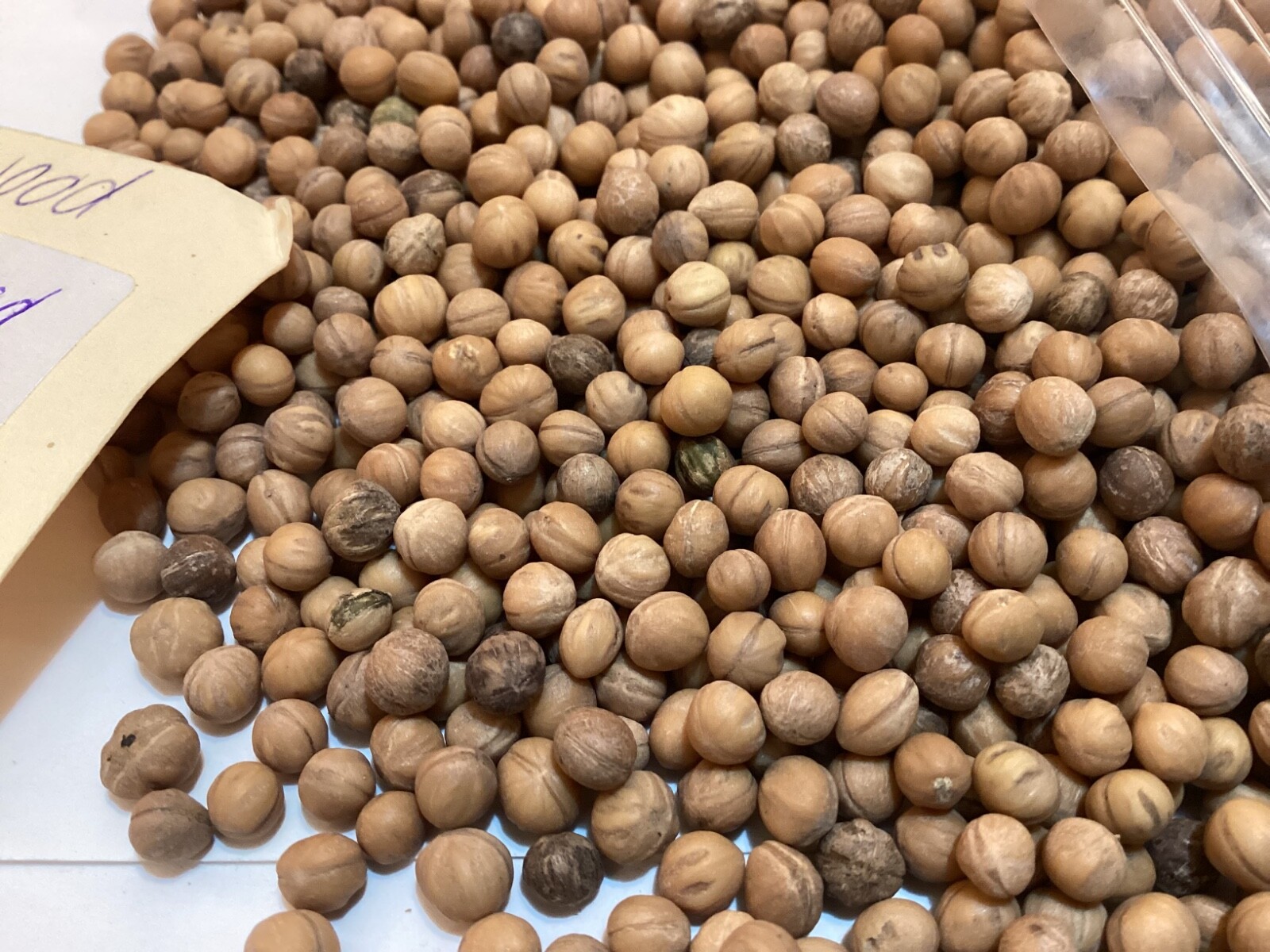 Bloodtwig Dogwood Tree Seeds (CORNUS SANGUINEA) (Common Dogwood)