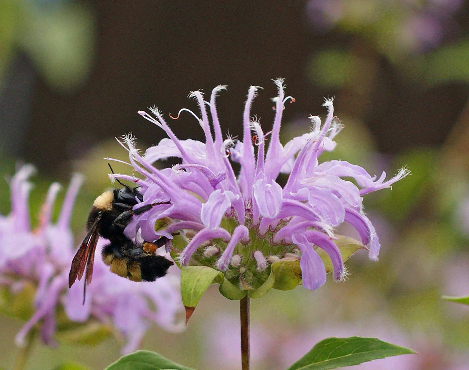 500 BERGAMOT BEE BALM Monarda Beneficial Bees Hummingbirds Non-GMO