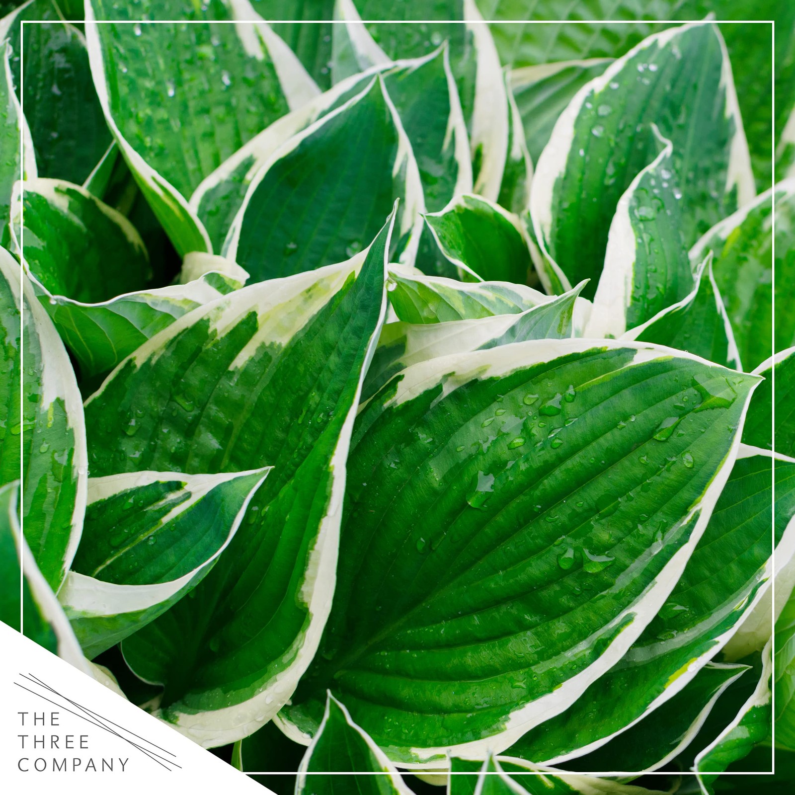 Live Perennial Hosta – Assorted Varieties (3 Plants Per Pack) Beautiful Accen…