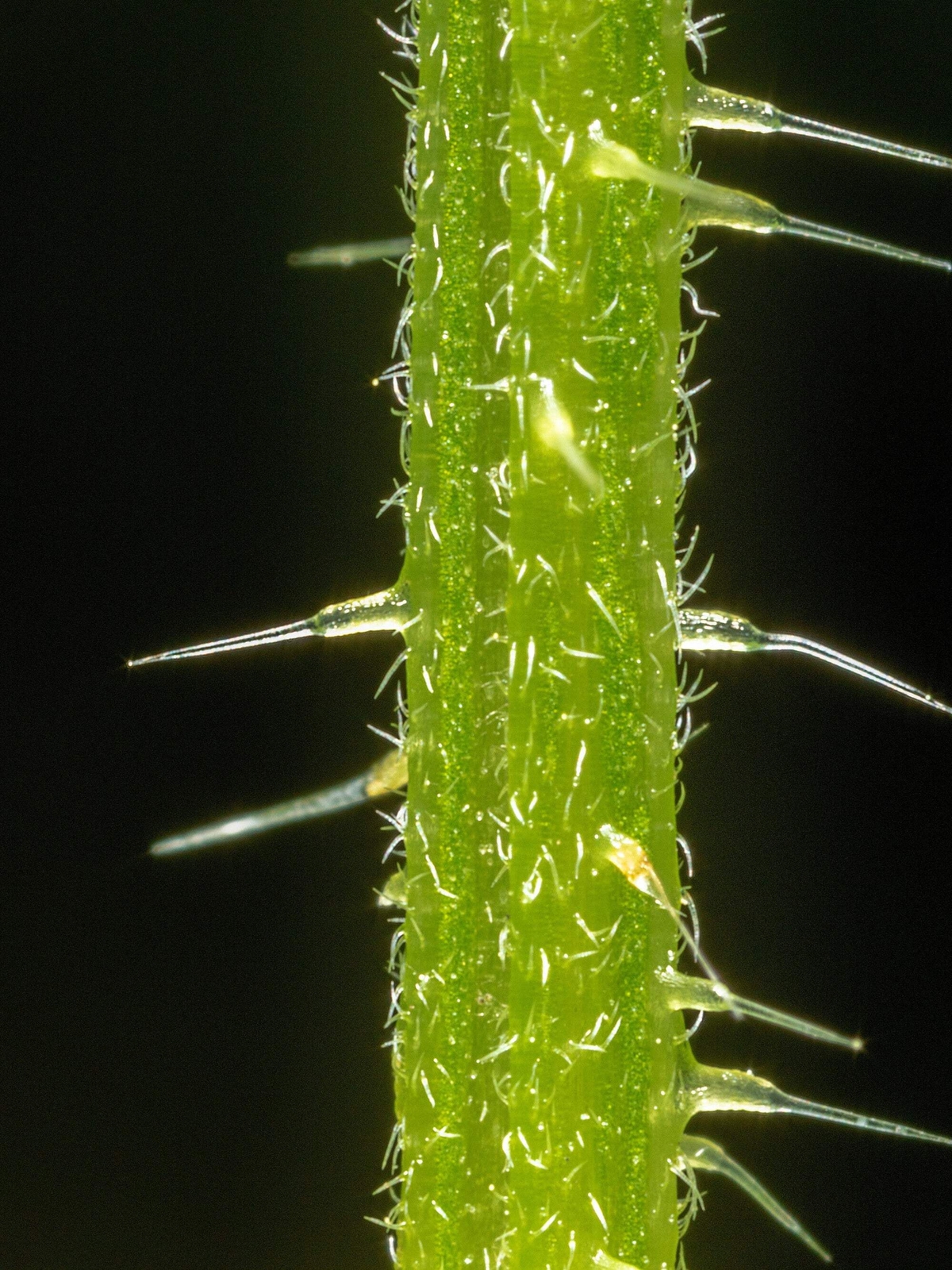 200 STINGING NETTLE Urtica Dioica (Common, California, Bull Nettle) Flower Seeds