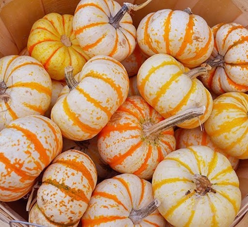 20 Tiger Stripe Pumpkin Seeds. Organic. USA Seeds. Ships free