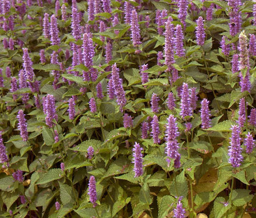 HYSSOP LAVENDER LICORICE MINT Agastache Foeniculum – 10,000 Bulk Seeds