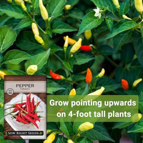 Tabasco Pepper Seeds for Planting – Non-GMO Heirloom Hot Pepper Variety – 1