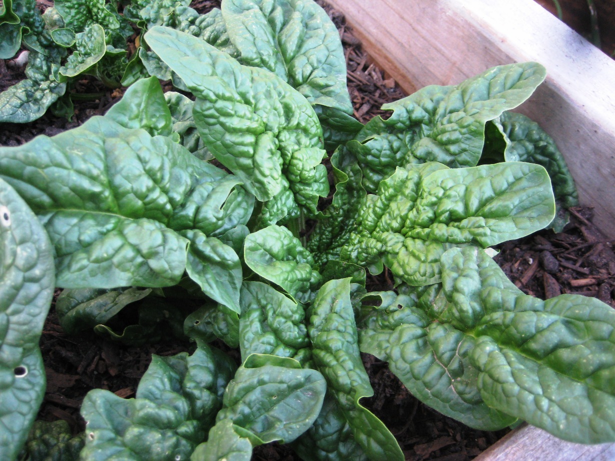Spinach Seeds – Bloomsdale Long Standing, Vegetable Seeds