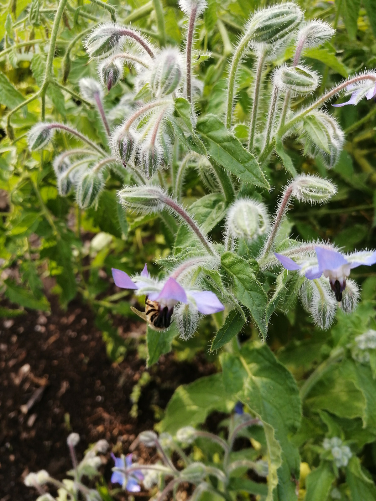 100 Borage Herb Seeds, Borago officinalis, Starflower Edible Bee Bush Bee Bread