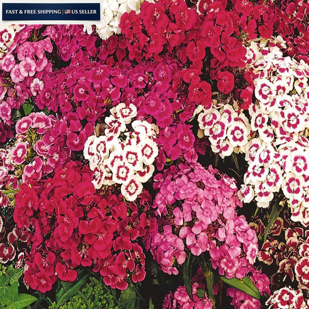 Mixrug 5000+ Sweet William Seeds Perennial for Planting-Dianthus Gazania