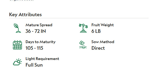 SEEDS – Honeydew Melon – Green Flesh