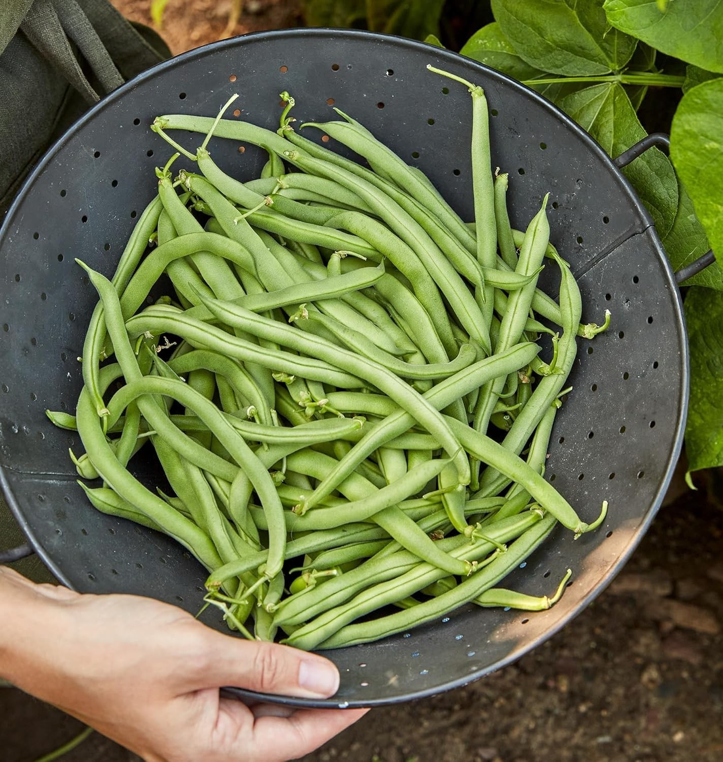 Blue Lake 274 Bush Bean Seeds 2 ounces of seed