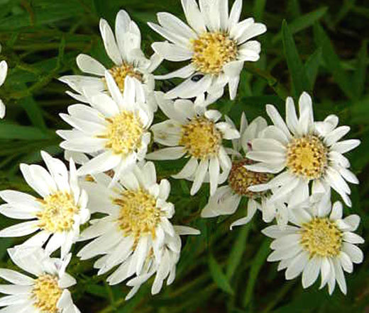 ASTER WHITE UPLAND Aster Ptarmicoides – 1,000 Bulk Seeds