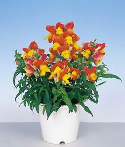 Snapdragon Floral Showers Apricot Bicolor 1,000 seeds