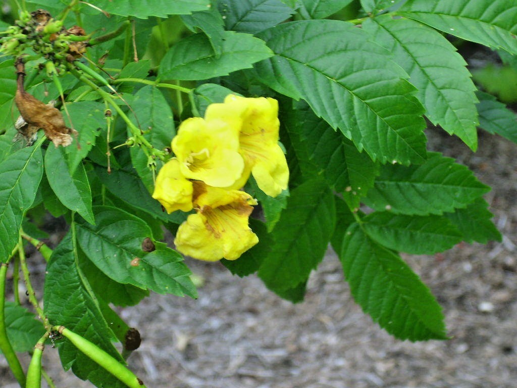 20 YELLOW BELLS SEEDS ( ESPERANZA ) – Tecoma stans