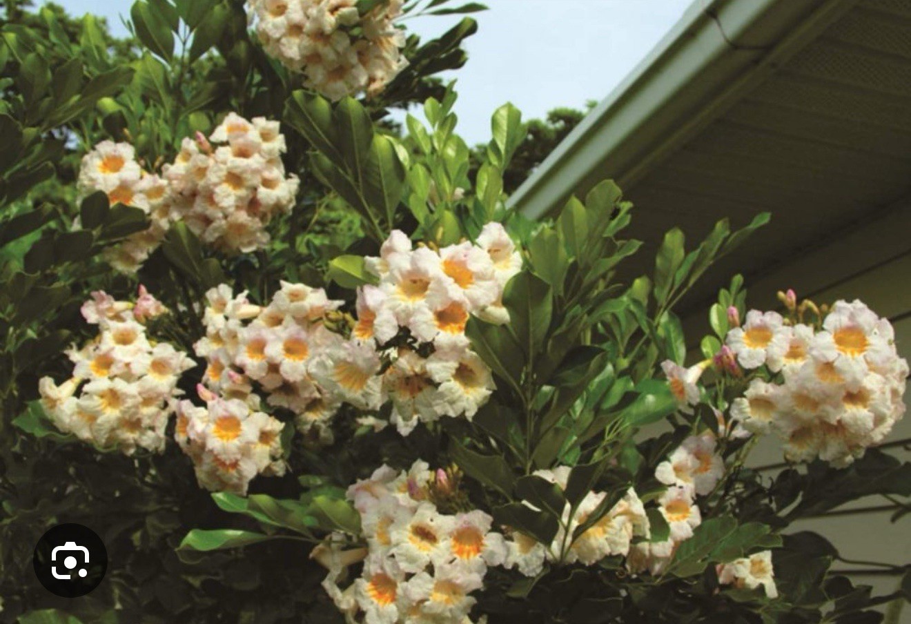 4″Pot of Dwarf Asian Tree Jasmine-RADEMACHERA KUNMING -AKA Dwarf Tree Jasmine