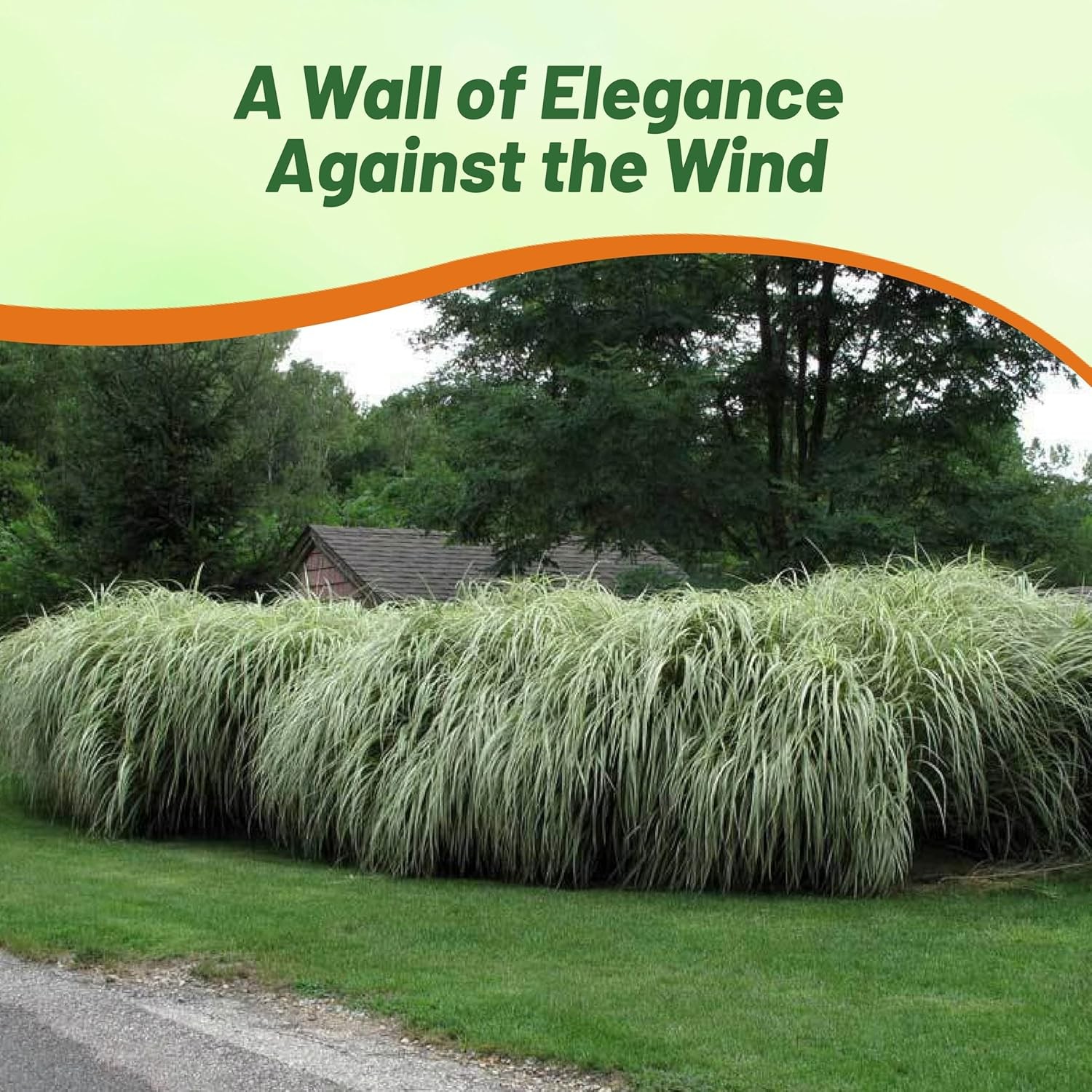1000 Seeds Miscanthus Sinensis Chinese Silver Drought Tolerant Xersicape