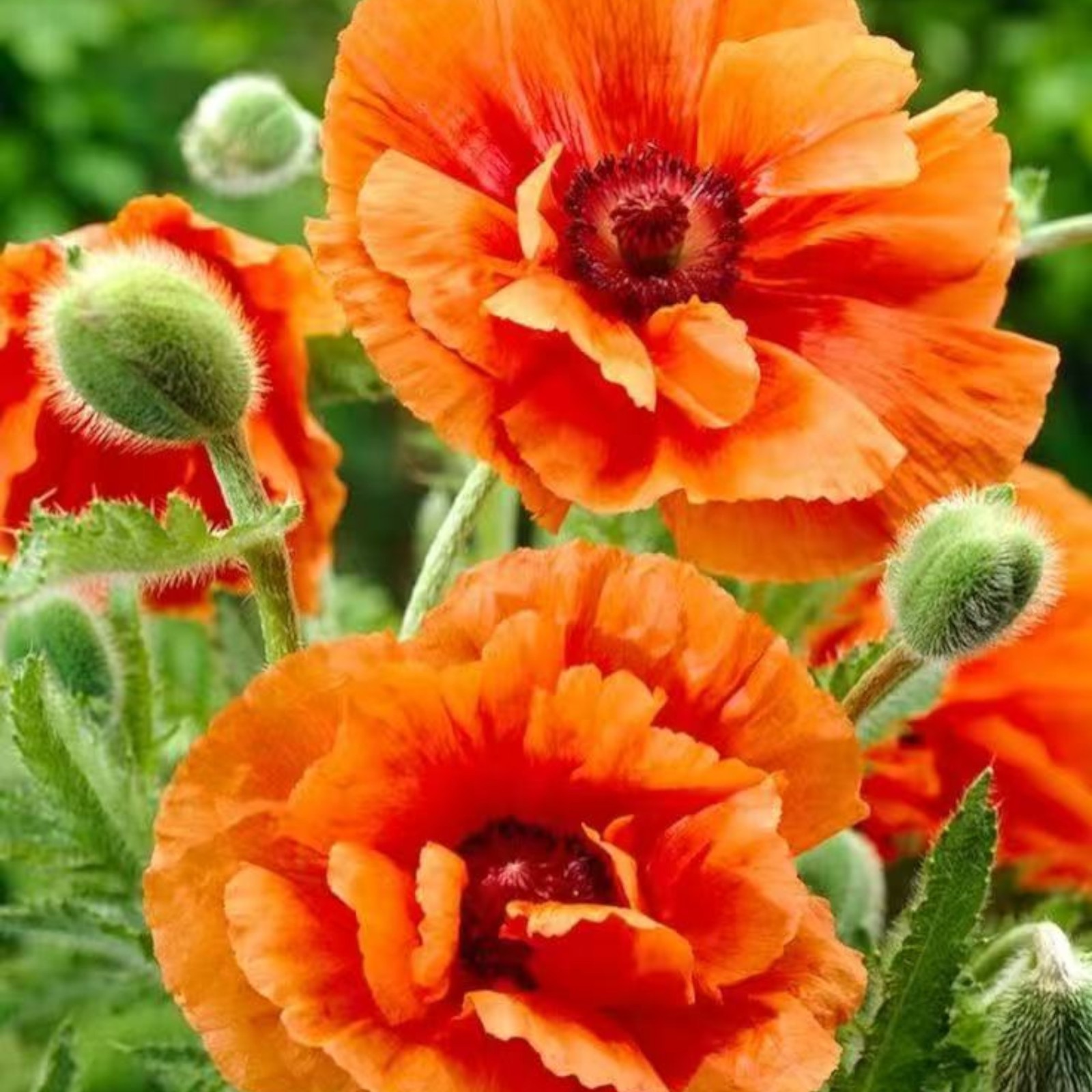 1000 Red Poppy Seeds – Classic Papaver rhoeas for Natural Meadows & Gardens