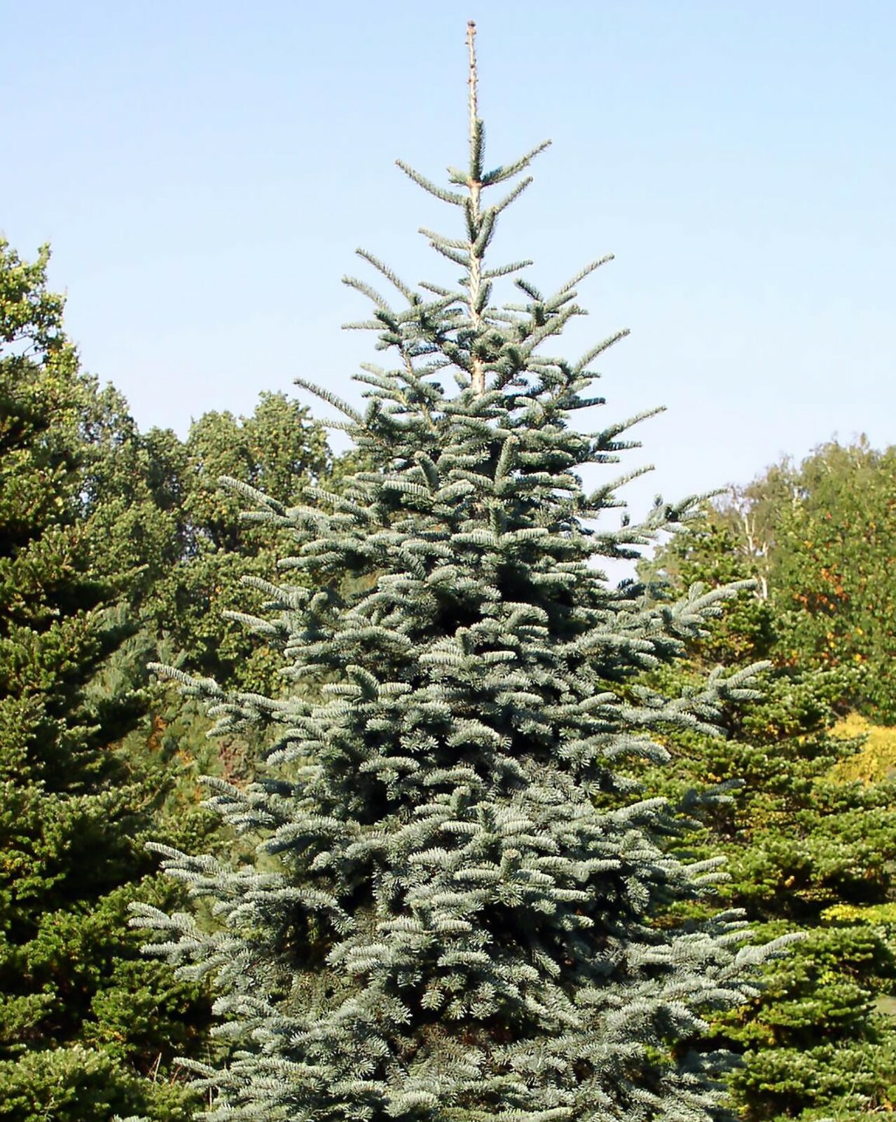 Blue Noble Fir, Abies procera glauca, (Abies nobilis), Tree Seeds