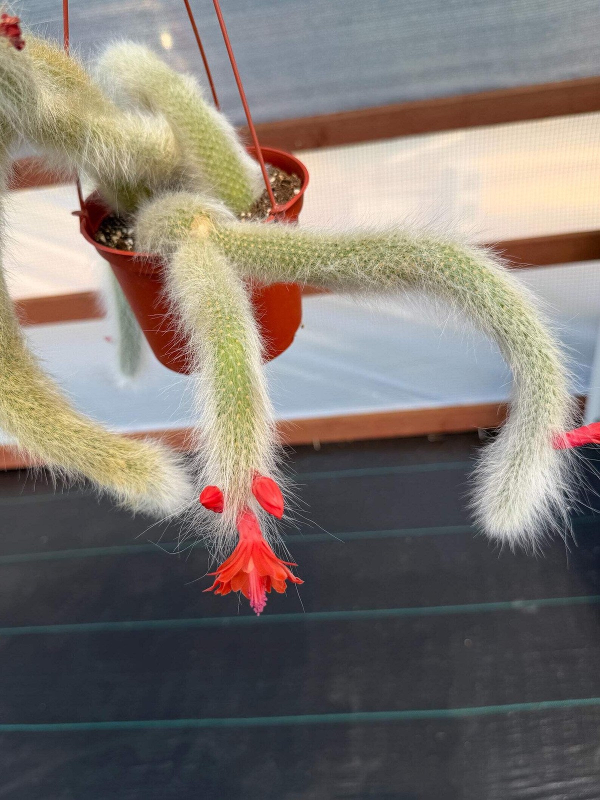 Hairy Monkey Tail Cactus | Rare White‑Hair Clone | Fuzzy Trailing Succulent