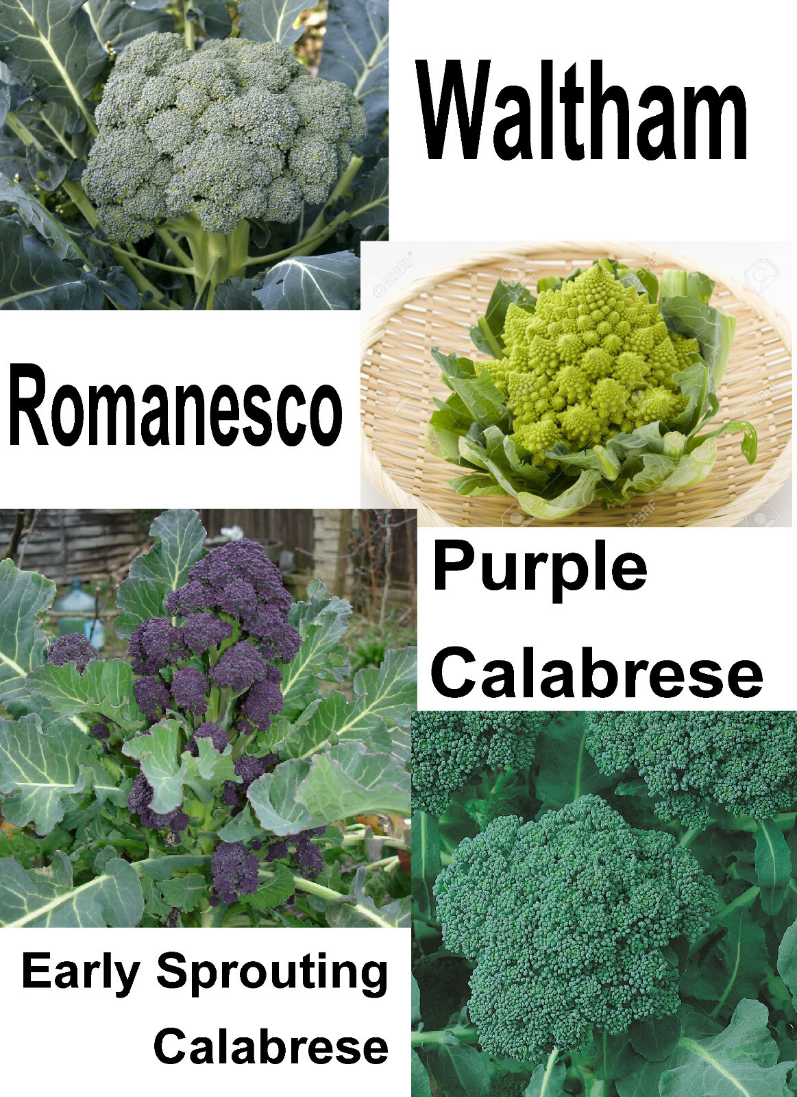 250 BROCCOLI GOURMET BLEND SEEDS FRESH FOR GARDENS 2024 US SELLER SHIPS QUICK