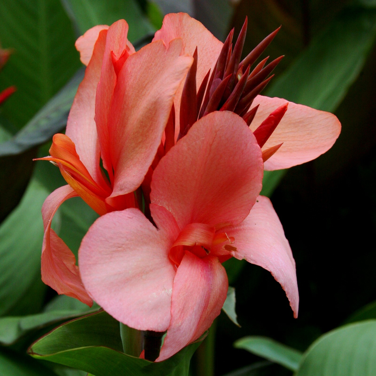 50 Canna ‘Cannova Rose’ (aka Mango) viable seeds