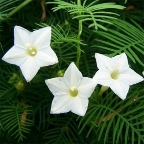 100 Seeds Cypress Vine Seeds – Ipomoea Pennata White Flower Seed