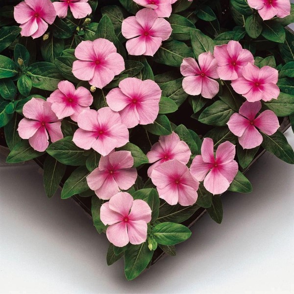 Vinca Seeds 50 Seeds Vinca Sunstorm Blush Annual Seeds