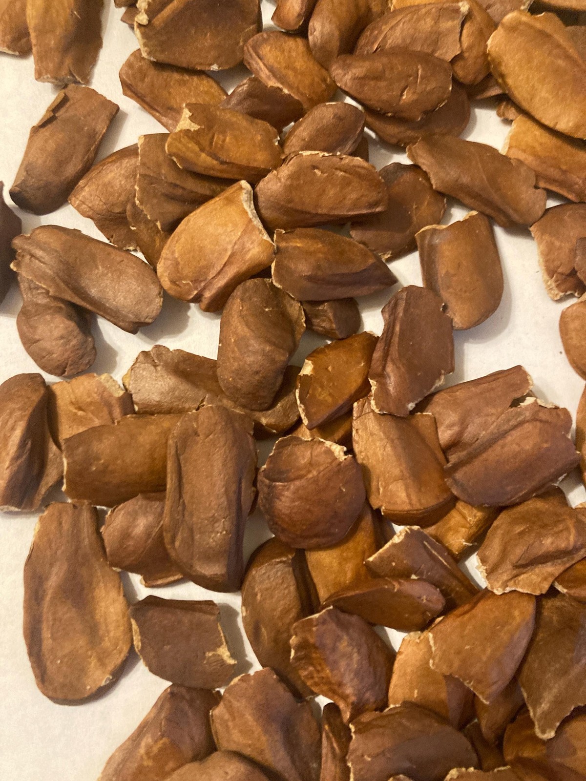 Honduras Mahogany Tree Seeds (SWIETENIA MACROPHYLLA)(Big Leaf Mahogany)
