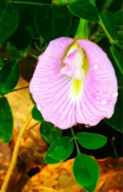 Clitoria Ternatea Pink 10 Seeds, Butterfly Pea Garden Vine, Asian Pigeonwings