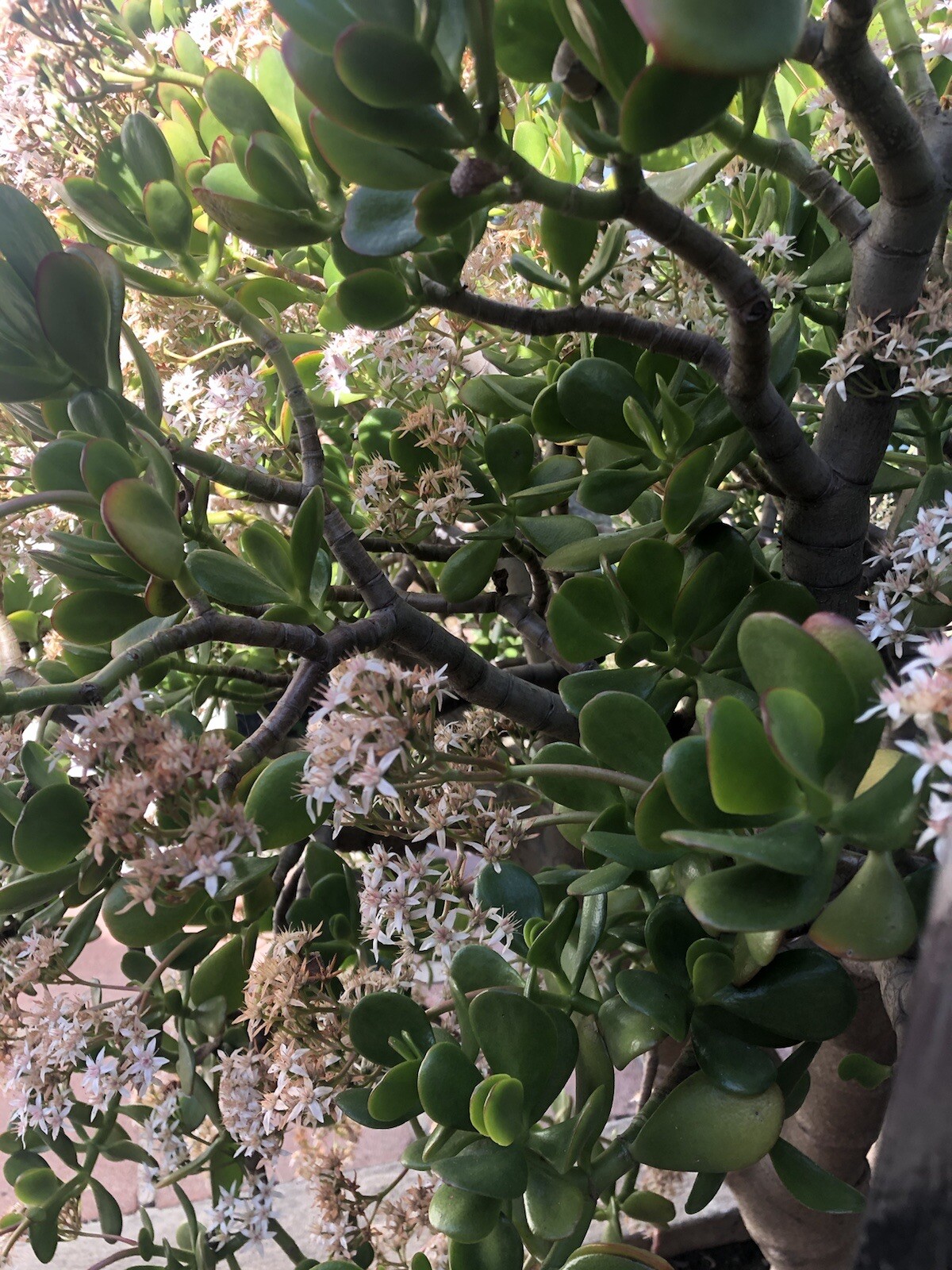 3 Jade Plant Fresh Cutting Money Plant Ready To Plant No Root