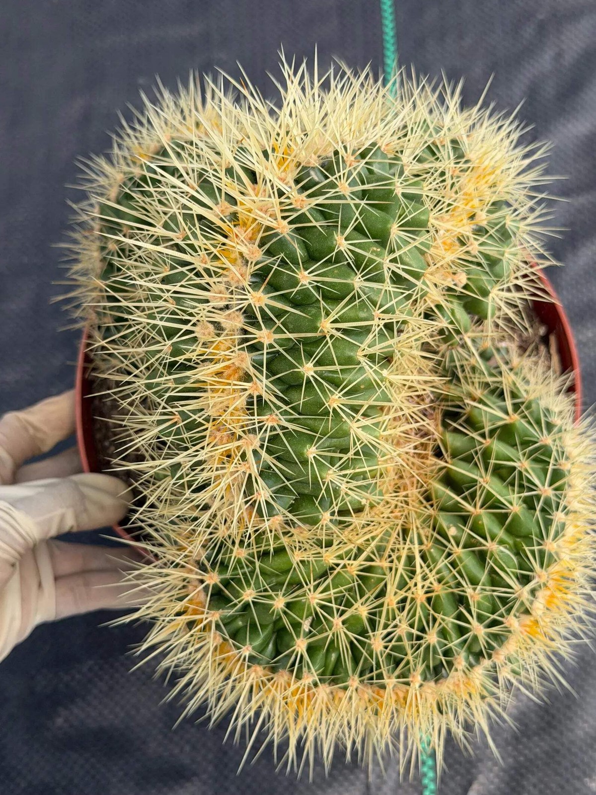Crested Golden Barrel Cactus – Rare Large Specimen | Collector’s Live Plant #165