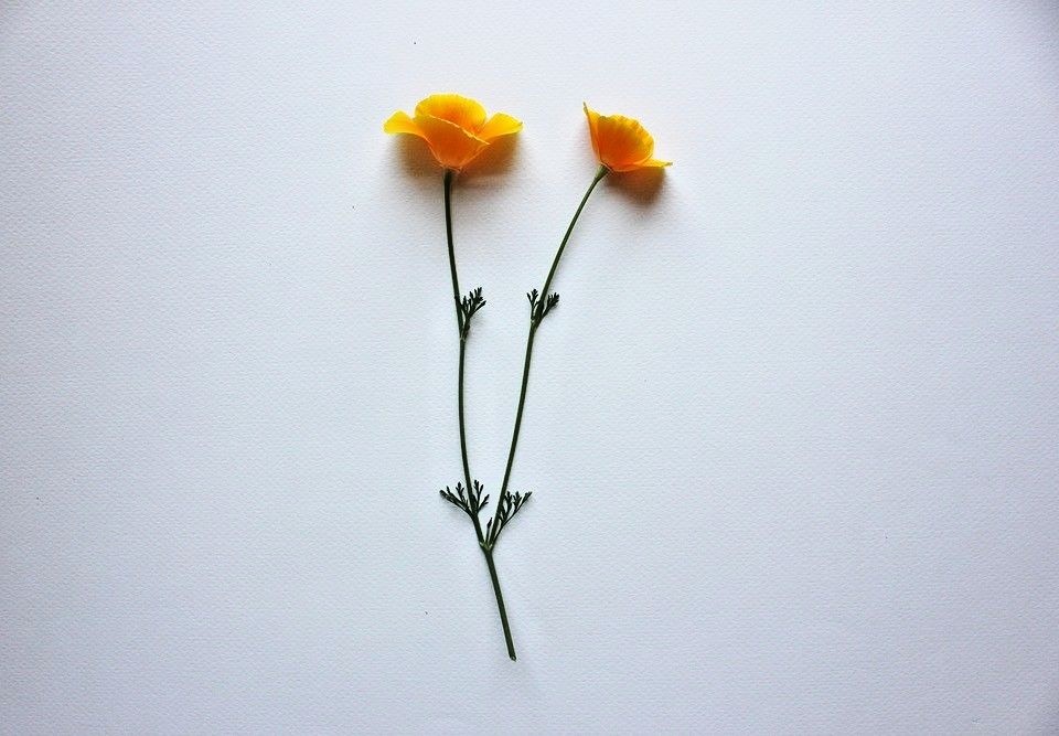 501+ORANGE CALIFORNIA POPPY Seeds Native Wildflower Container Flower Garden