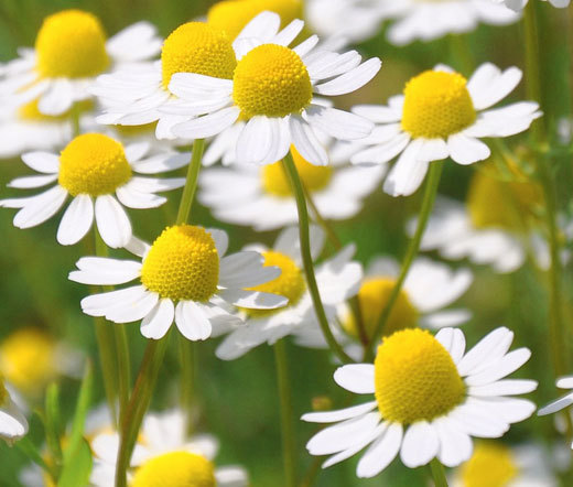 CHAMOMILE ROMAN Chamaemelum Nobile – 5,000 Bulk Seeds