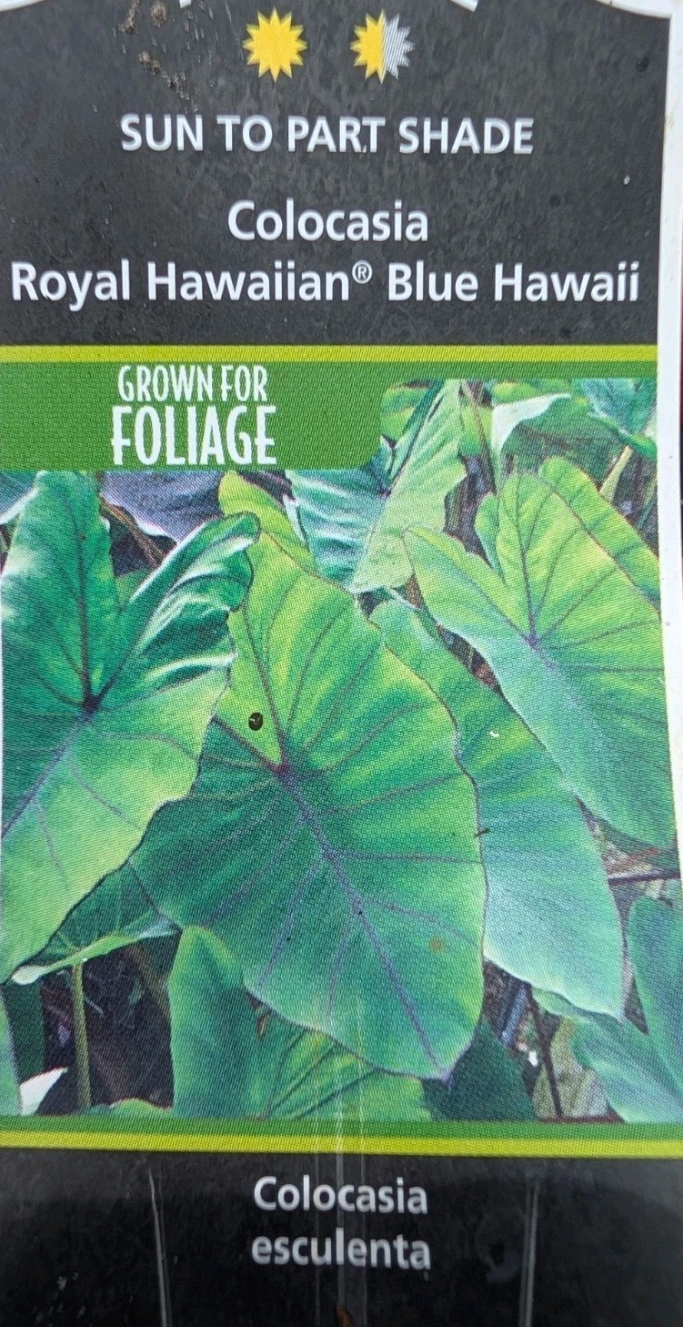 2 X Colocasia Blue Hawaii ROOTED Elephant Ear Bulbs Live Plants Rhizomes Royal