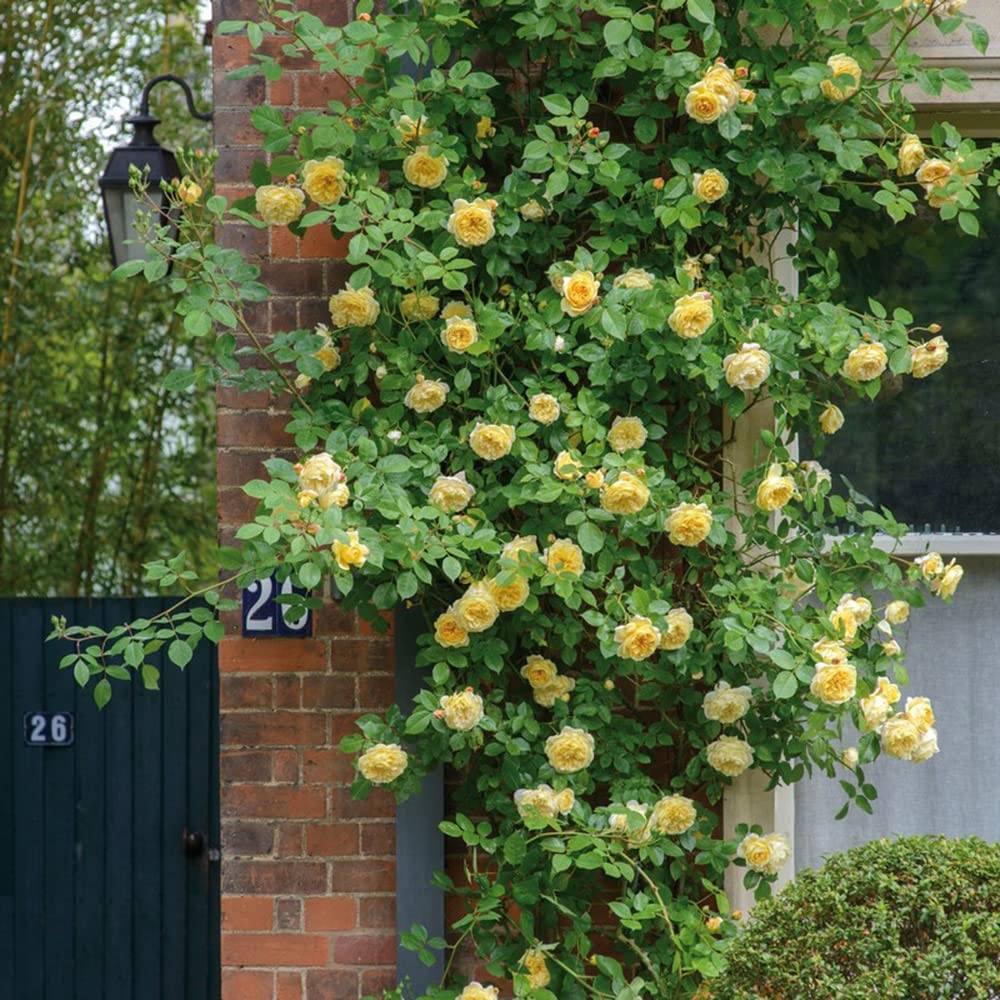 200+ Mix Climbing Rose Seeds for Planting Outdoors