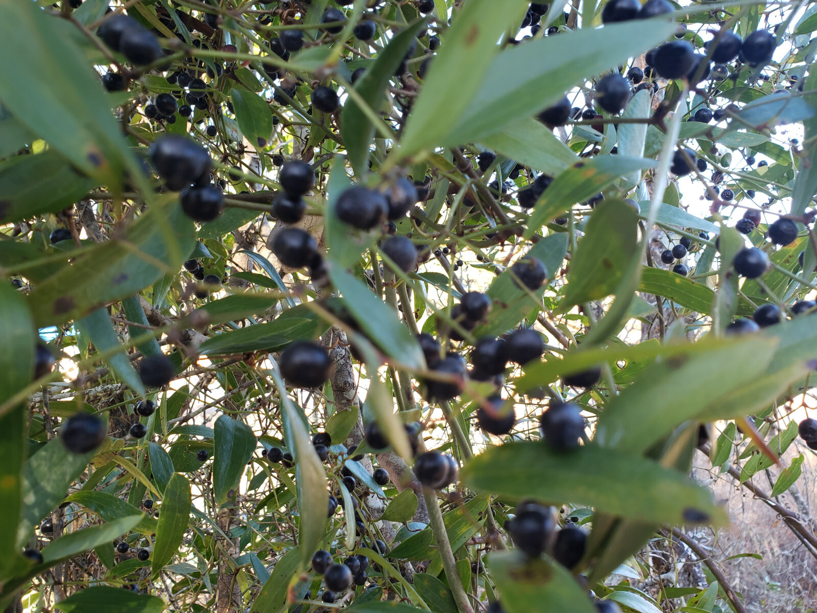 Laurel Greenbrier | 5 Seeds | Smilax Laurifolia | Florida Native Vine | Wildlife