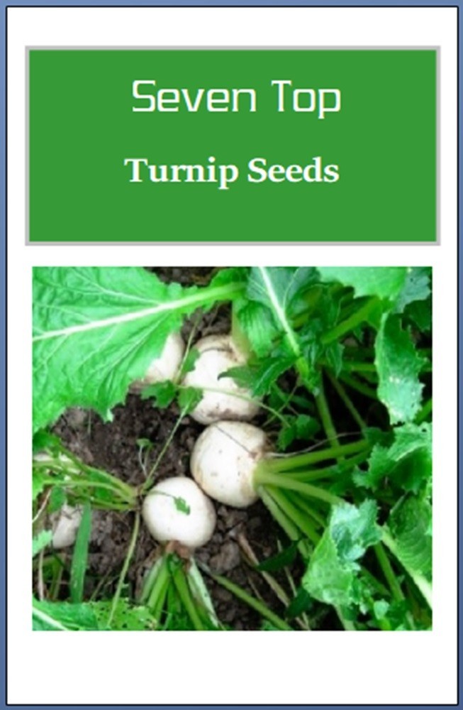 Seven Top Turnip Seeds | NON_GMO | Heirloom | Fresh Garden Seeds
